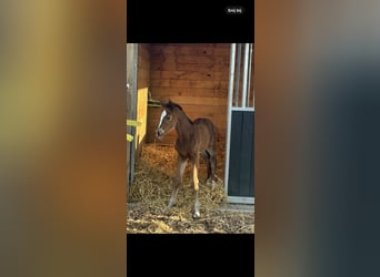 Belgian Warmblood, Mare, , Brown
