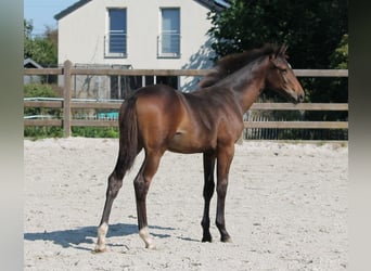 Belgian Warmblood, Mare, Foal (05/2024), Brown