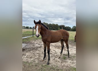 Belgian Warmblood, Mare, Foal (05/2026), Brown