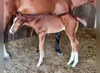Belgian Warmblood, Mare, Foal (06/2025), Chestnut-Red