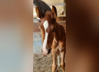 Belgian Warmblood, Mare, Foal (06/2025), Chestnut-Red