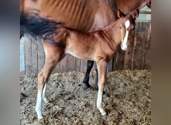 Belgian Warmblood, Mare, Foal (06/2025), Chestnut-Red