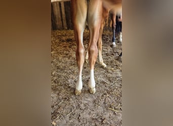 Belgian Warmblood, Mare, Foal (06/2025), Chestnut-Red