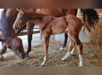 Belgian Warmblood, Mare, Foal (06/2025), Chestnut-Red
