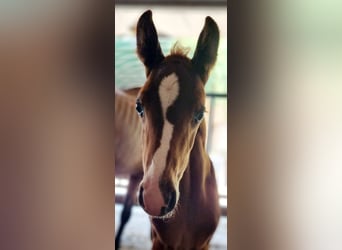 Belgian Warmblood, Mare, Foal (06/2025), Chestnut-Red