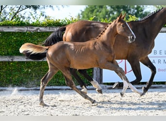 Belgian Warmblood, Mare, Foal (05/2024), Chestnut