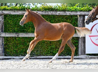 Belgian Warmblood, Mare, Foal (04/2024), Chestnut