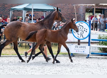 Belgian Warmblood, Mare, Foal (04/2026)