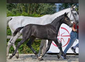 Belgian Warmblood, Mare, Foal (05/2024), Gray-Dark-Tan