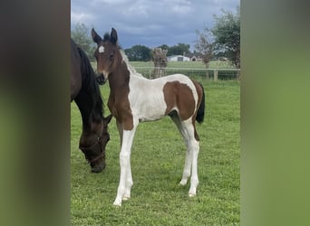 Belgian Warmblood, Mare, Foal (05/2026), Pinto