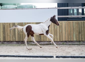 Belgian Warmblood, Mare, Foal (04/2024), Pinto