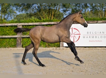 Belgian Warmblood, Mare, Foal (04/2024), Roan-Bay