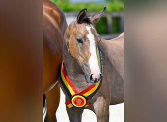 Belgian Warmblood, Mare, Foal (04/2024), Roan-Bay