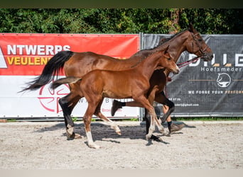 Belgian Warmblood, Mare, Foal (05/2026)