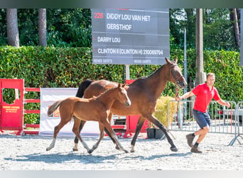 Belgian Warmblood, Mare, Foal (05/2026)