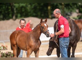 Belgian Warmblood, Mare, Foal (06/2026)