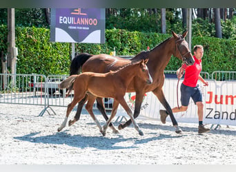 Belgian Warmblood, Mare, Foal (05/2026)