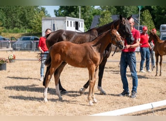 Belgian Warmblood, Mare, Foal (06/2026)