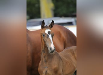 Belgian Warmblood, Mare, Foal (06/2024), Smoky-Black