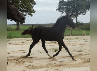Belgian Warmblood, Mare, Foal (04/2023), Smoky-Black
