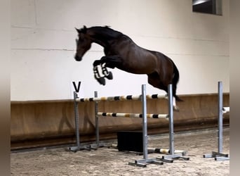 Belgian Warmblood, Stallion, 11 years, 16.1 hh