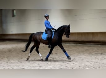 Belgian Warmblood, Stallion, 11 years, 16.1 hh