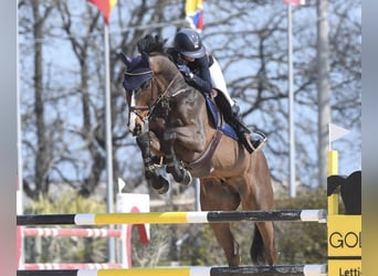 Belgian Warmblood, Stallion, 11 years, 16.1 hh