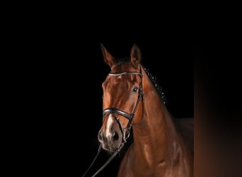 Belgian Warmblood, Stallion, 12 years, 17 hh, Brown