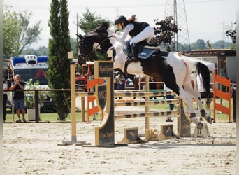 Belgian Warmblood, Stallion, 14 years, 16.2 hh, Pinto