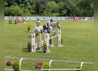 Belgian Warmblood, Stallion, 14 years, 17.1 hh, Gray