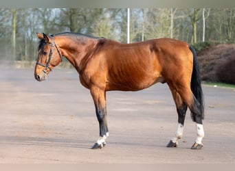 Belgian Warmblood, Stallion, 15 years, 16,1 hh, Brown