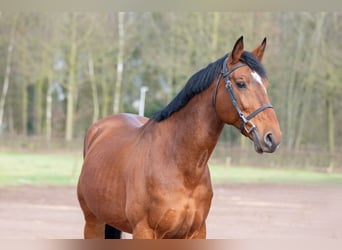 Belgian Warmblood, Stallion, 15 years, 16,1 hh, Brown