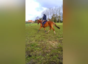 Belgian Warmblood, Stallion, 19 years, 16,2 hh, Chestnut-Red