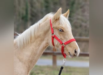 Belgian Warmblood, Stallion, 1 year, 13.1 hh, Palomino