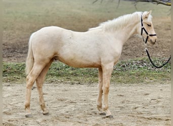 Belgian Warmblood, Stallion, 1 year, 13,1 hh, Palomino