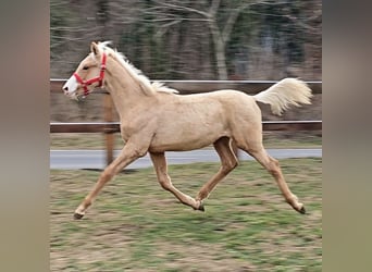 Belgian Warmblood, Stallion, 1 year, 13.2 hh, Palomino