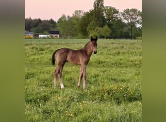 Belgian Warmblood, Stallion, 1 year, 13,2 hh, Smoky-Black