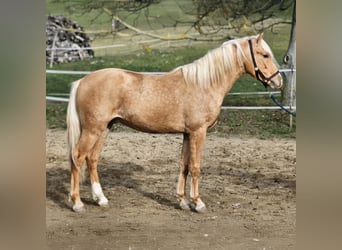 Belgian Warmblood, Stallion, 1 year, 13,3 hh, Palomino