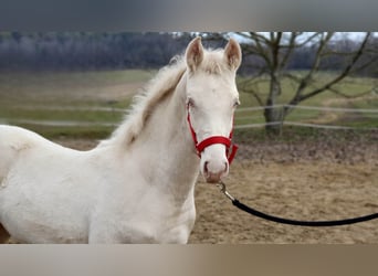 Belgian Warmblood, Stallion, 1 year, 14.1 hh, Perlino