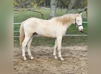 Belgian Warmblood, Stallion, 1 year, 14,1 hh, Perlino