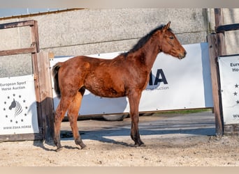 Belgian Warmblood, Stallion, 1 year, 14,1 hh