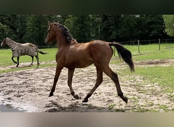 Belgian Warmblood, Stallion, 1 year, 15.2 hh, Brown