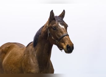 Belgian Warmblood, Stallion, 1 year, 15,1 hh, Brown