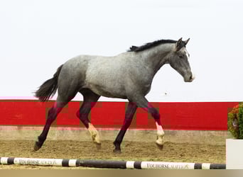 Belgian Warmblood, Stallion, 1 year, 15,1 hh, Grey