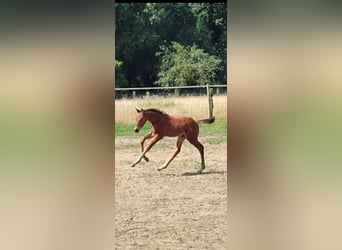 Belgian Warmblood, Stallion, 1 year, 16,2 hh, Brown