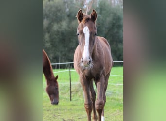 Belgian Warmblood, Stallion, 1 year, 16,2 hh, Chestnut-Red