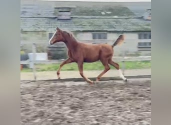 Belgian Warmblood, Stallion, 1 year, 16.3 hh, Chestnut-Red