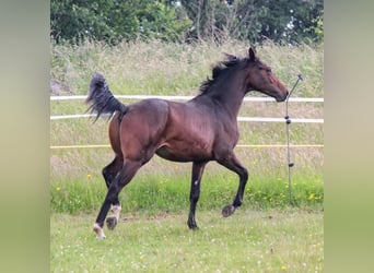 Belgian Warmblood, Stallion, 1 year, 16 hh, Brown