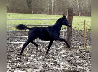 Belgian Warmblood, Stallion, 1 year, Bay-Dark