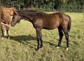 Belgian Warmblood, Stallion, 1 year, Bay-Dark